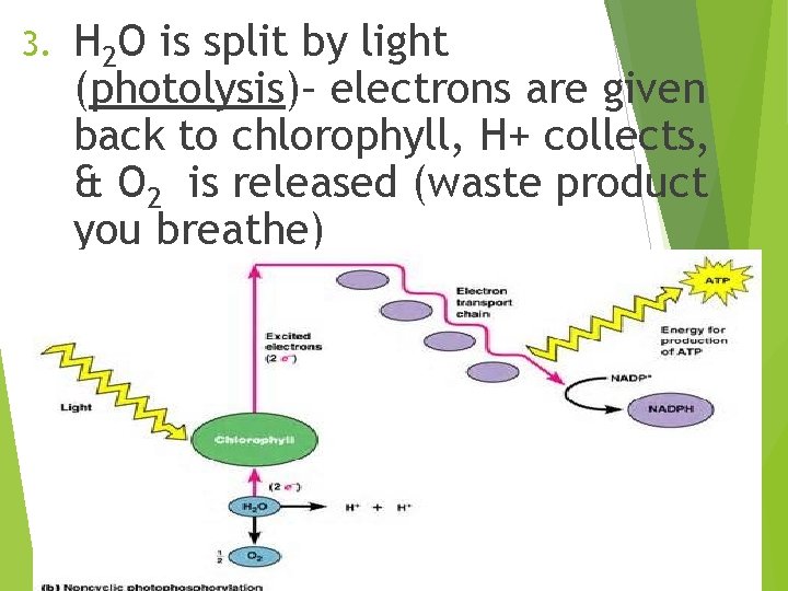 3. H 2 O is split by light (photolysis)– electrons are given back to