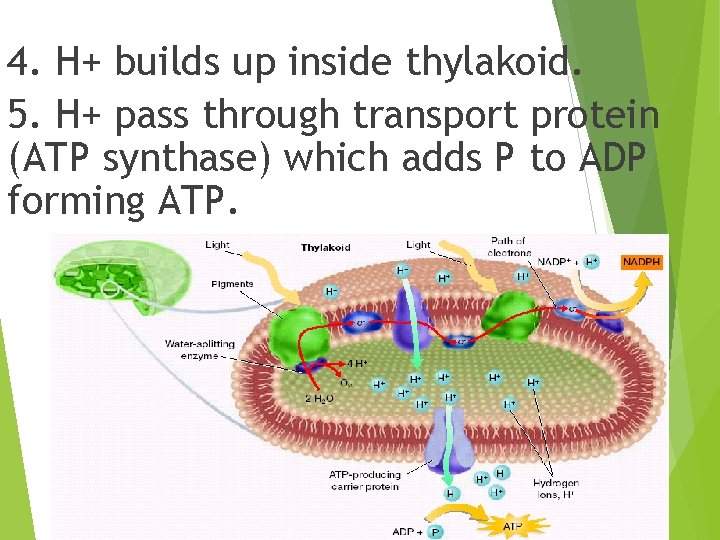4. H+ builds up inside thylakoid. 5. H+ pass through transport protein (ATP synthase)