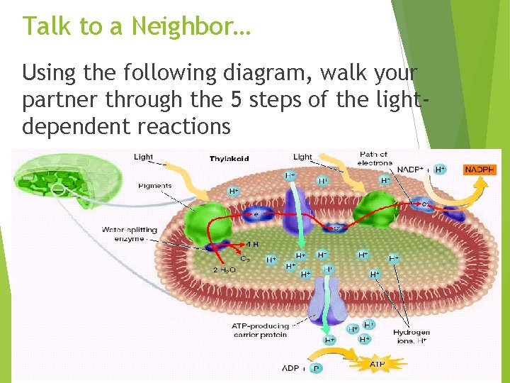 Talk to a Neighbor… Using the following diagram, walk your partner through the 5