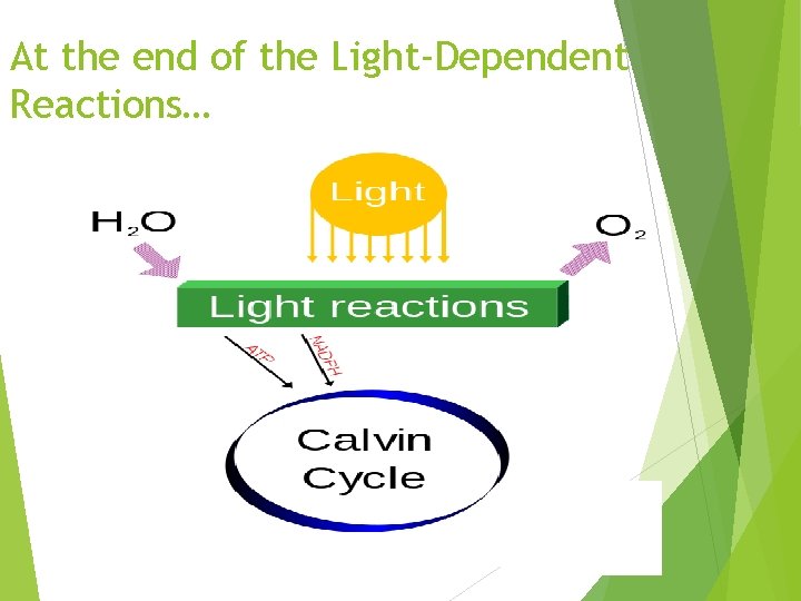 At the end of the Light-Dependent Reactions… 