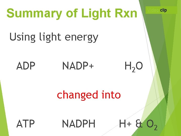 Summary of Light Rxn Video clip Using light energy ADP NADP+ H 2 O