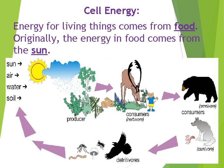 Cell Energy: Energy for living things comes from food. Originally, the energy in food