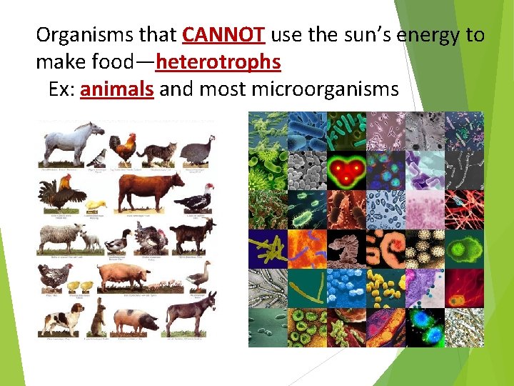Organisms that CANNOT use the sun’s energy to make food—heterotrophs Ex: animals and most