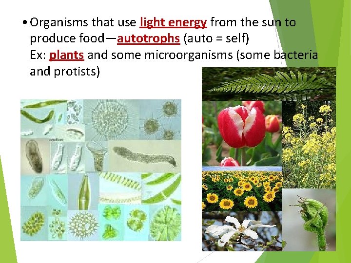  • Organisms that use light energy from the sun to produce food—autotrophs (auto
