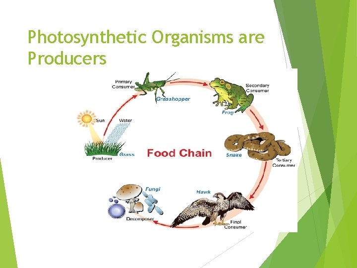 Photosynthetic Organisms are Producers 