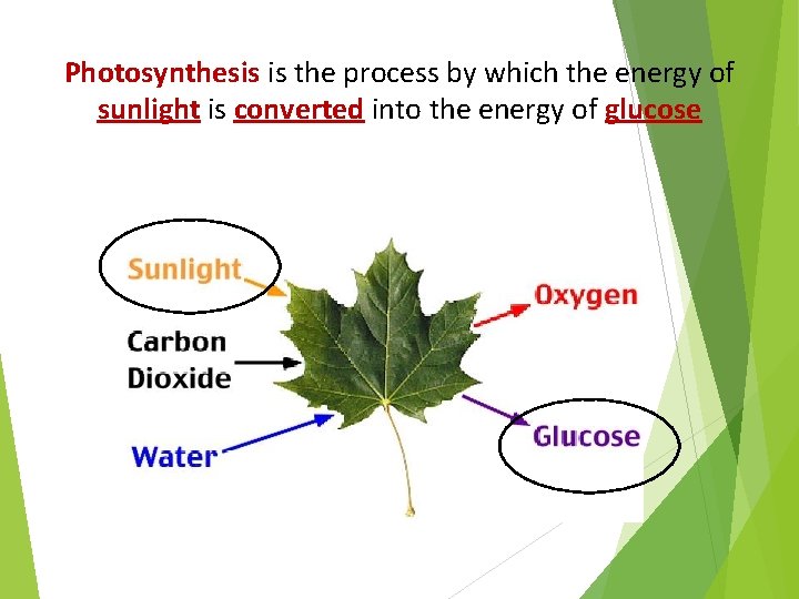 Photosynthesis is the process by which the energy of sunlight is converted into the