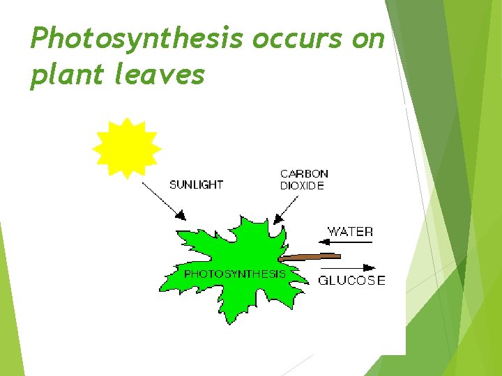 Photosynthesis occurs on plant leaves 