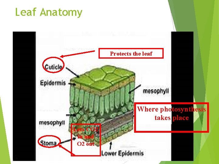 Leaf Anatomy Protects the leaf Where photosynthesis takes place Lets CO 2 in and
