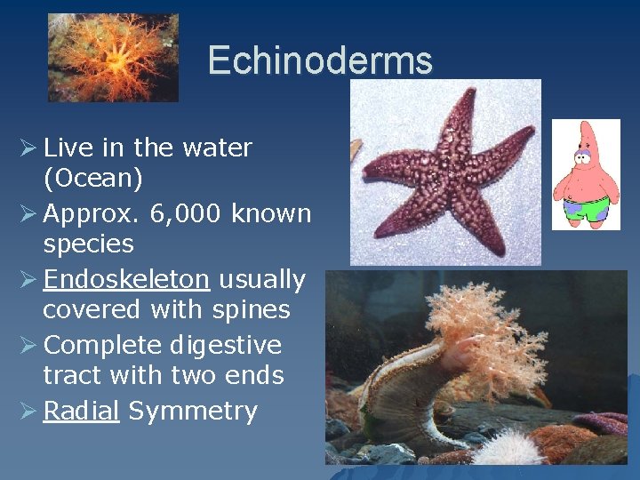 Echinoderms Ø Live in the water (Ocean) Ø Approx. 6, 000 known species Ø