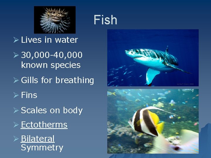 Fish Ø Lives in water Ø 30, 000 -40, 000 known species Ø Gills