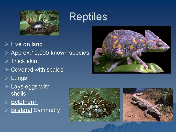 Reptiles Ø Live on land Ø Approx. 10, 000 known species Ø Thick skin
