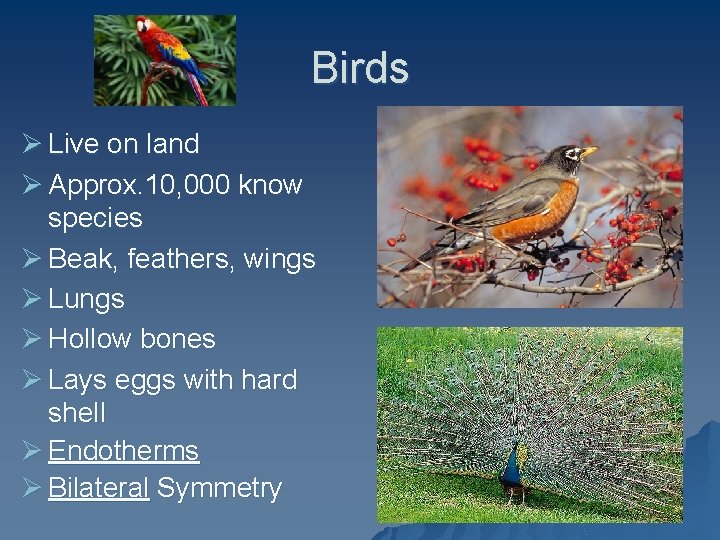Birds Ø Live on land Ø Approx. 10, 000 know species Ø Beak, feathers,