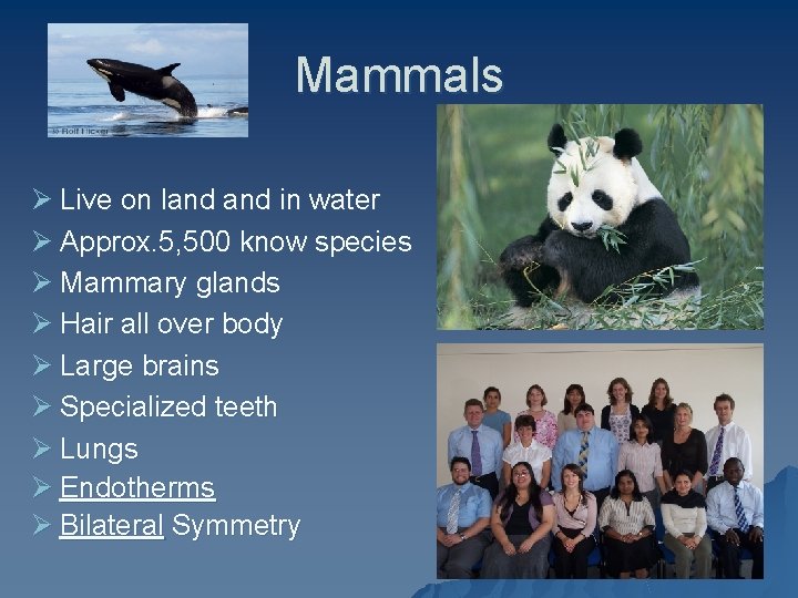 Mammals Ø Live on land in water Ø Approx. 5, 500 know species Ø