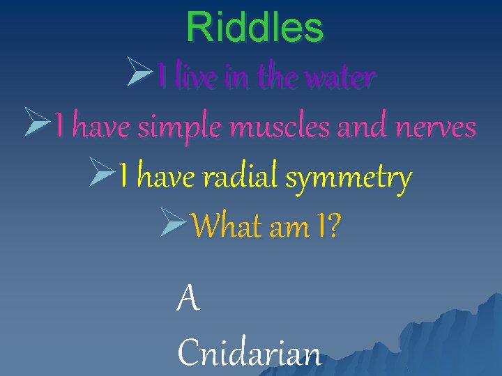 Riddles ØI live in the water ØI have simple muscles and nerves ØI have