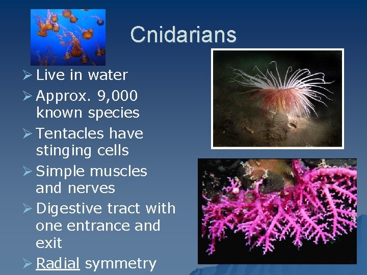 Cnidarians Ø Live in water Ø Approx. 9, 000 known species Ø Tentacles have
