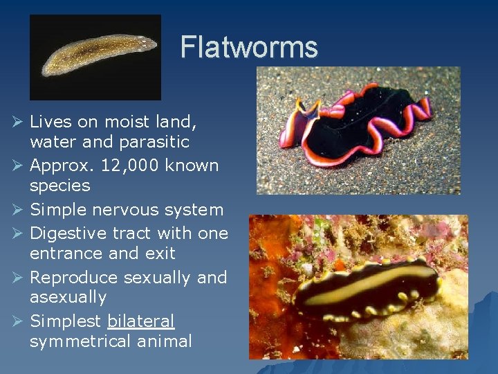 Flatworms Ø Lives on moist land, water and parasitic Ø Approx. 12, 000 known