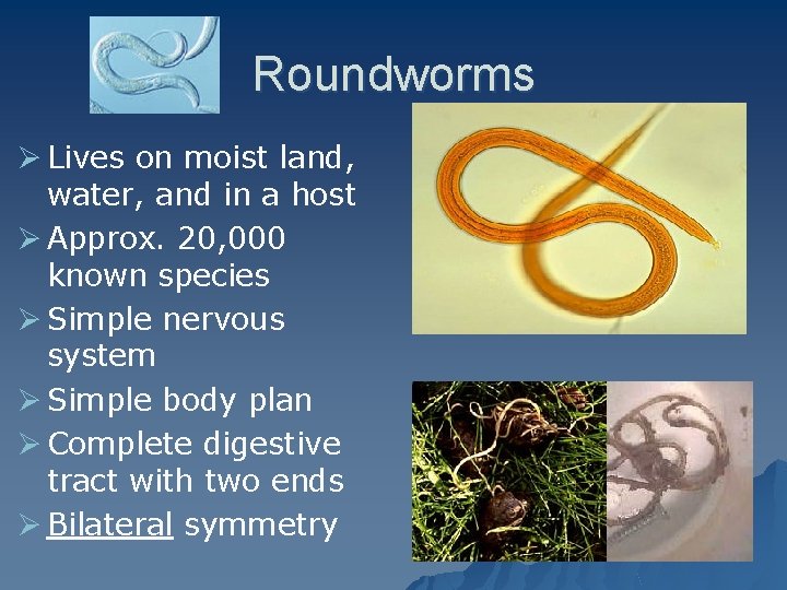 Roundworms Ø Lives on moist land, water, and in a host Ø Approx. 20,