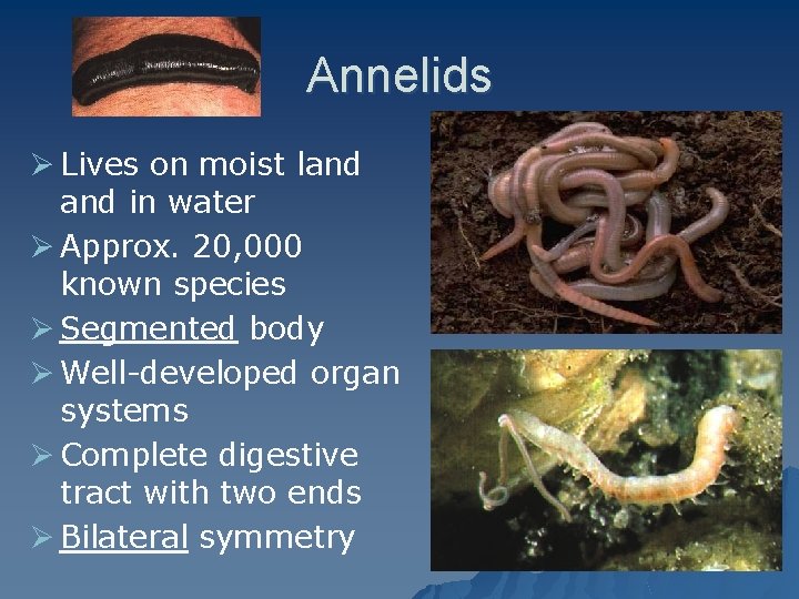 Annelids Ø Lives on moist land in water Ø Approx. 20, 000 known species