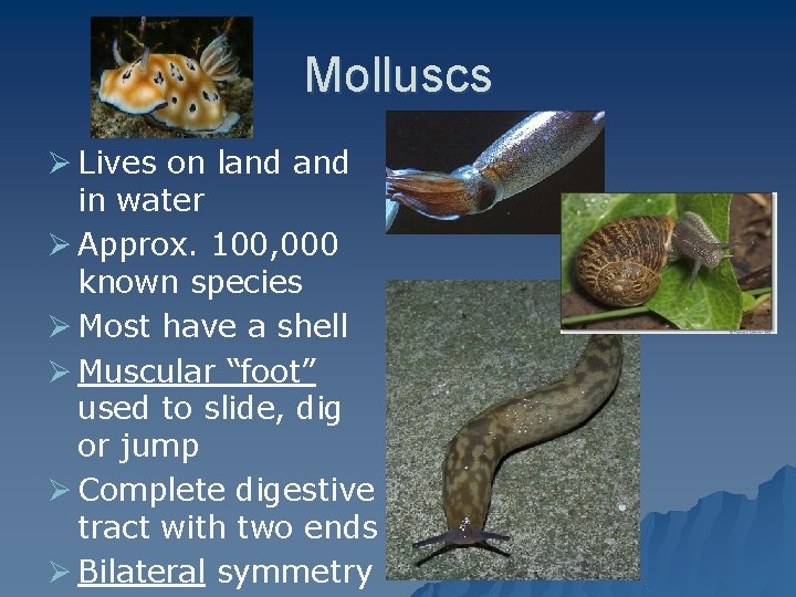 Molluscs Ø Lives on land in water Ø Approx. 100, 000 known species Ø