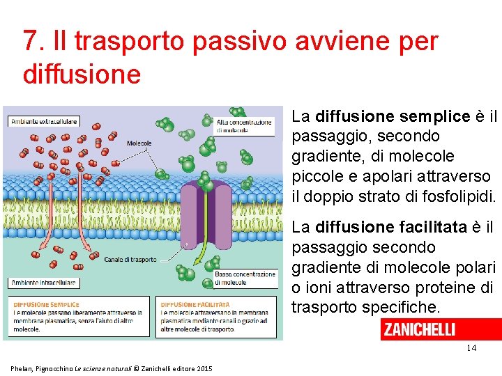 7. Il trasporto passivo avviene per diffusione La diffusione semplice è il passaggio, secondo 7. Il trasporto passivo avviene per diffusione La diffusione semplice è il passaggio, secondo