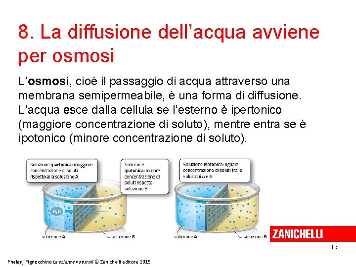 8. La diffusione dell’acqua avviene per osmosi L’osmosi, cioè il passaggio di acqua attraverso 8. La diffusione dell’acqua avviene per osmosi L’osmosi, cioè il passaggio di acqua attraverso
