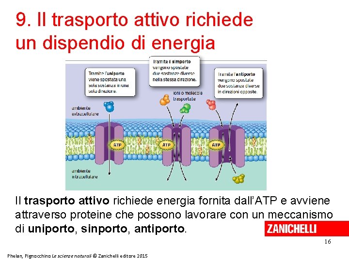 9. Il trasporto attivo richiede un dispendio di energia Il trasporto attivo richiede energia 9. Il trasporto attivo richiede un dispendio di energia Il trasporto attivo richiede energia