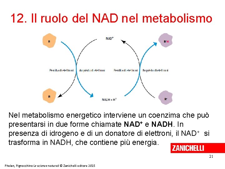 12. Il ruolo del NAD nel metabolismo Nel metabolismo energetico interviene un coenzima che 12. Il ruolo del NAD nel metabolismo Nel metabolismo energetico interviene un coenzima che