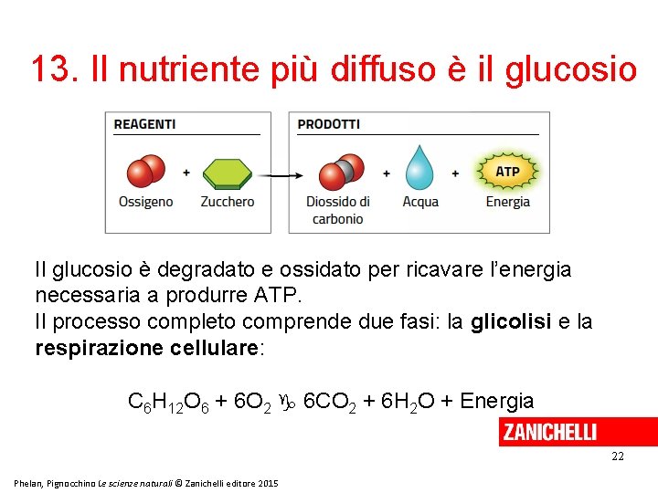 13. Il nutriente più diffuso è il glucosio Il glucosio è degradato e ossidato 13. Il nutriente più diffuso è il glucosio Il glucosio è degradato e ossidato