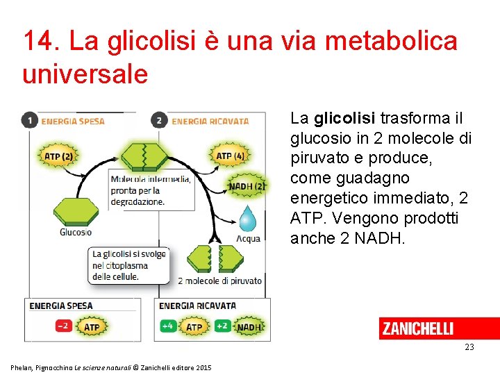 14. La glicolisi è una via metabolica universale La glicolisi trasforma il glucosio in 14. La glicolisi è una via metabolica universale La glicolisi trasforma il glucosio in