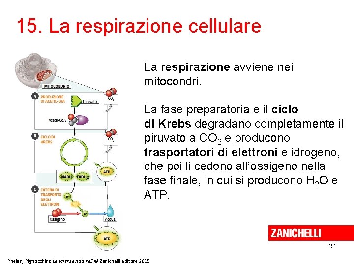 15. La respirazione cellulare La respirazione avviene nei mitocondri. La fase preparatoria e il 15. La respirazione cellulare La respirazione avviene nei mitocondri. La fase preparatoria e il