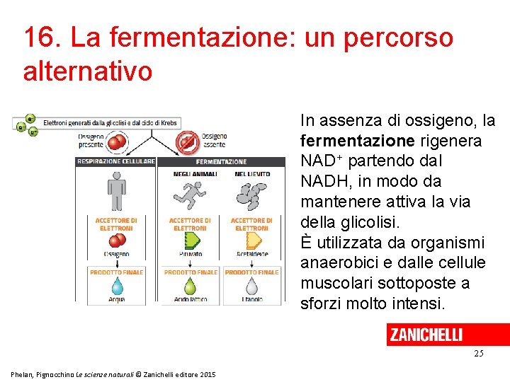 16. La fermentazione: un percorso alternativo In assenza di ossigeno, la fermentazione rigenera NAD+ 16. La fermentazione: un percorso alternativo In assenza di ossigeno, la fermentazione rigenera NAD+