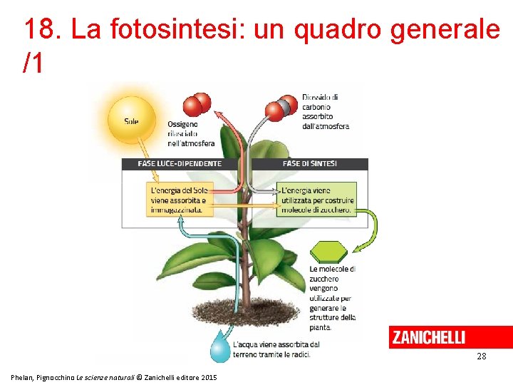 18. La fotosintesi: un quadro generale /1 28 Phelan, Pignocchino Le scienze naturali © 18. La fotosintesi: un quadro generale /1 28 Phelan, Pignocchino Le scienze naturali ©
