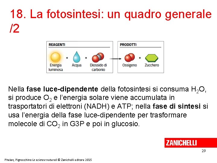 18. La fotosintesi: un quadro generale /2 Nella fase luce-dipendente della fotosintesi si consuma 18. La fotosintesi: un quadro generale /2 Nella fase luce-dipendente della fotosintesi si consuma