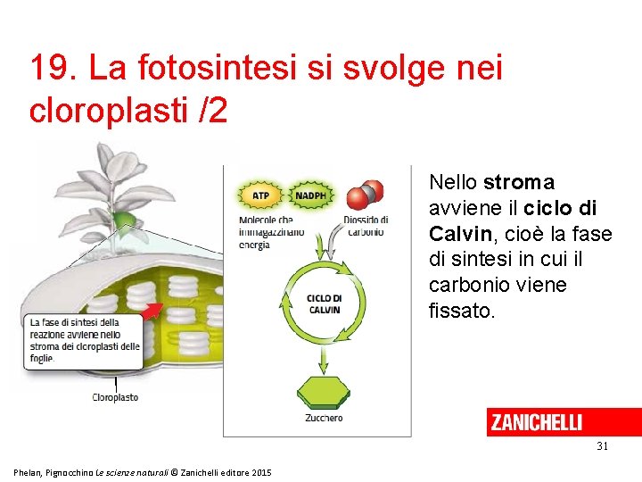 19. La fotosintesi si svolge nei cloroplasti /2 Nello stroma avviene il ciclo di 19. La fotosintesi si svolge nei cloroplasti /2 Nello stroma avviene il ciclo di