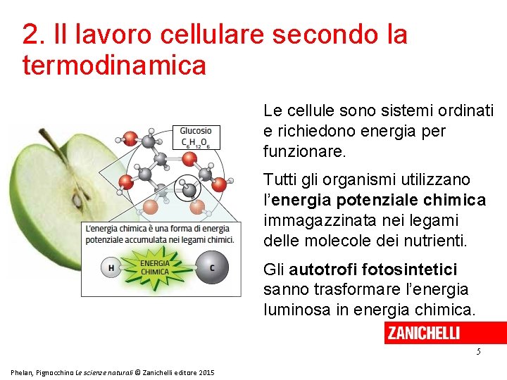 2. Il lavoro cellulare secondo la termodinamica Le cellule sono sistemi ordinati e richiedono 2. Il lavoro cellulare secondo la termodinamica Le cellule sono sistemi ordinati e richiedono