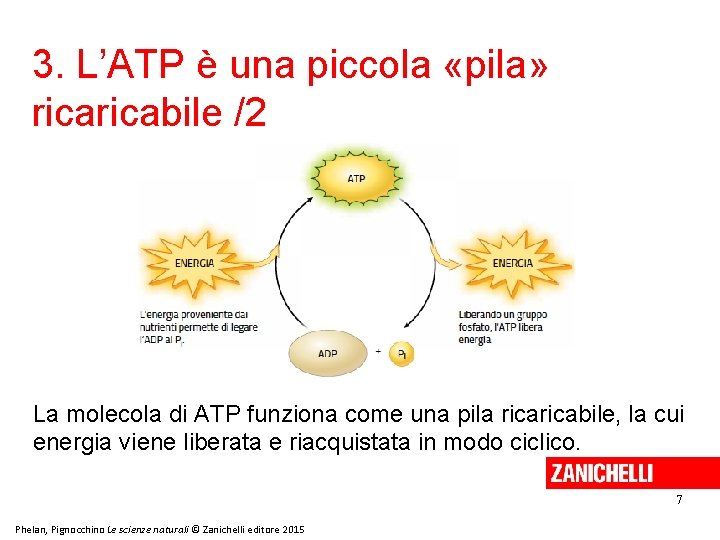 3. L’ATP è una piccola «pila» ricabile /2 La molecola di ATP funziona come 3. L’ATP è una piccola «pila» ricabile /2 La molecola di ATP funziona come