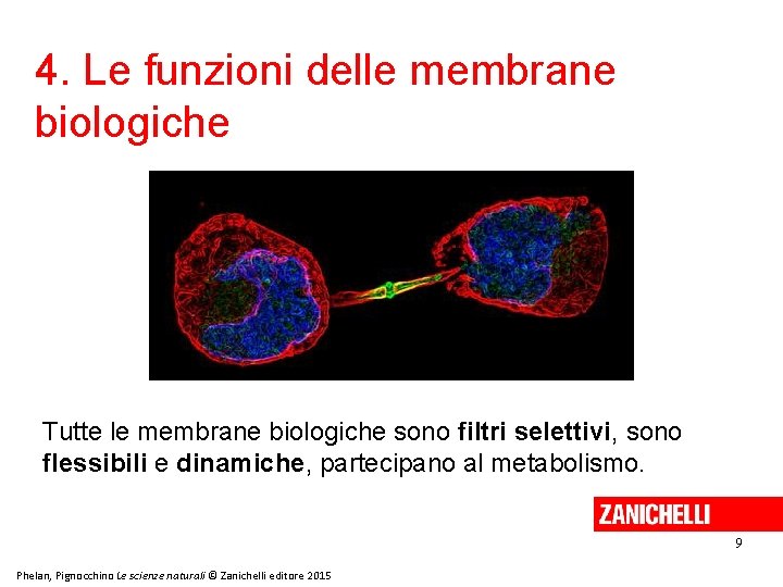 4. Le funzioni delle membrane biologiche Tutte le membrane biologiche sono filtri selettivi, sono 4. Le funzioni delle membrane biologiche Tutte le membrane biologiche sono filtri selettivi, sono