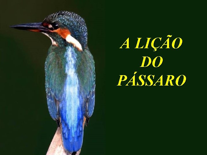 A LIÇÃO DO PÁSSARO 