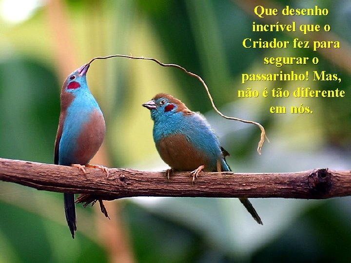 Que desenho incrível que o Criador fez para segurar o passarinho! Mas, não é