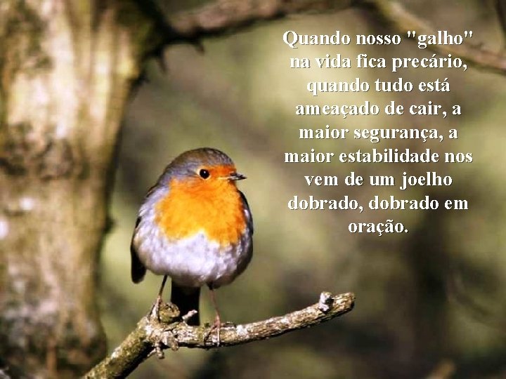 Quando nosso "galho" na vida fica precário, quando tudo está ameaçado de cair, a