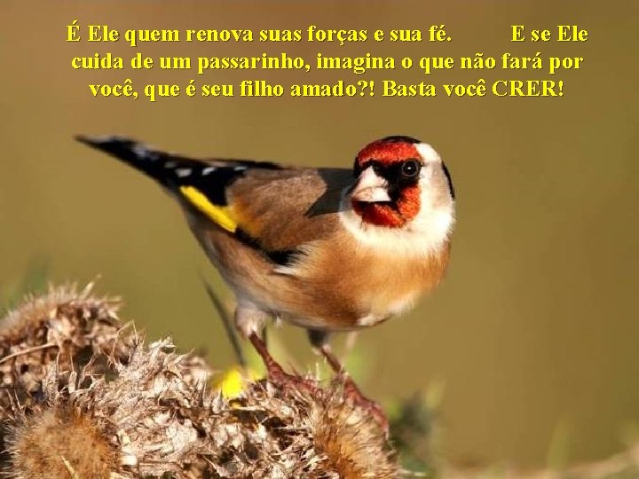 É Ele quem renova suas forças e sua fé. E se Ele cuida de