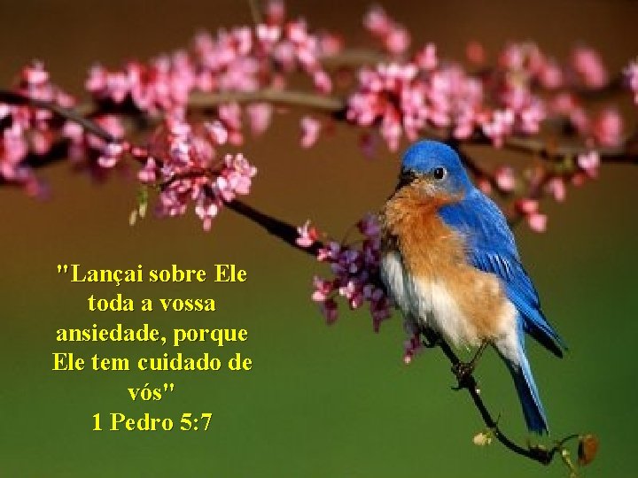 "Lançai sobre Ele toda a vossa ansiedade, porque Ele tem cuidado de vós" 1