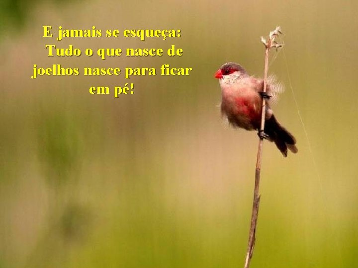 E jamais se esqueça: Tudo o que nasce de joelhos nasce para ficar em