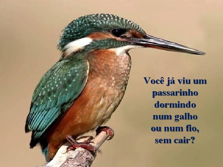 Você já viu um passarinho dormindo num galho ou num fio, sem cair? 