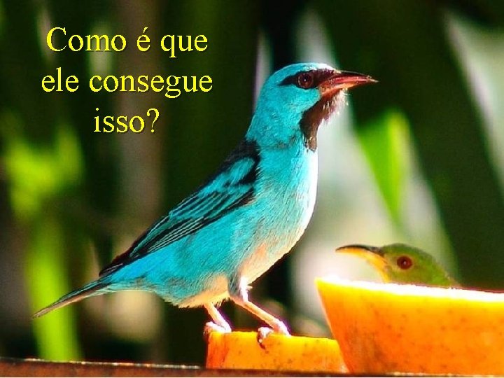 Como é que ele consegue isso? 