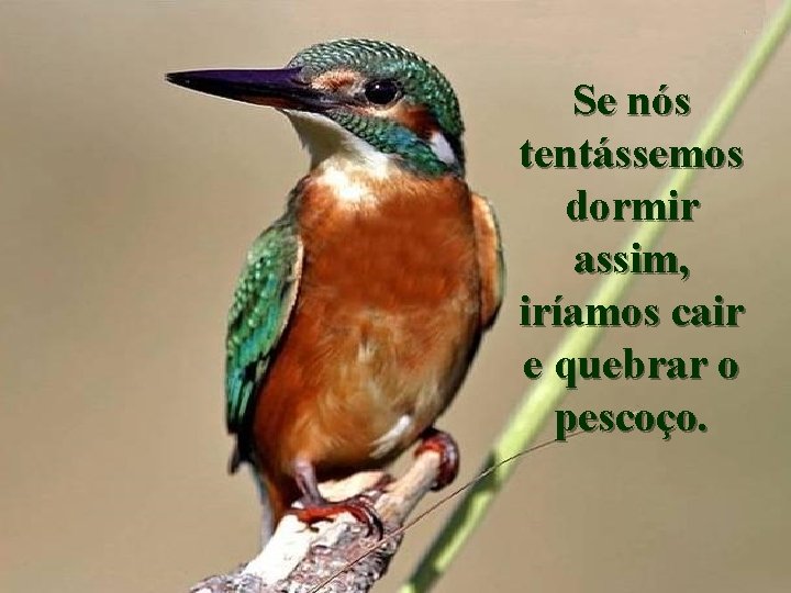 Se nós tentássemos dormir assim, iríamos cair e quebrar o pescoço. 