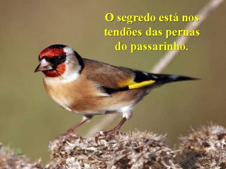 O segredo está nos tendões das pernas do passarinho. 