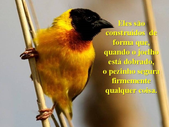 Eles são construídos de forma que, quando o joelho está dobrado, o pezinho segura