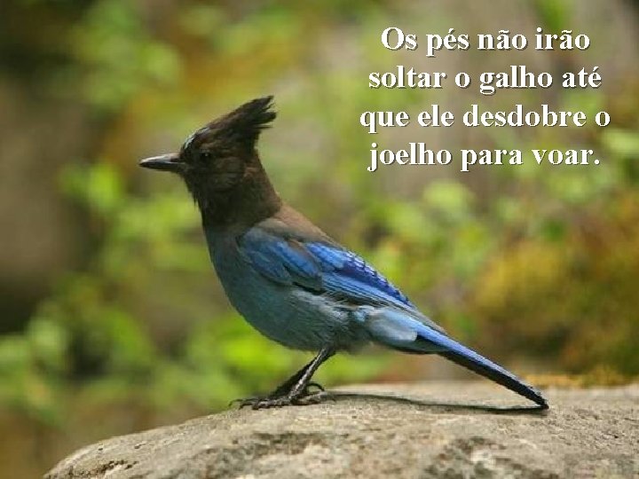 Os pés não irão soltar o galho até que ele desdobre o joelho para