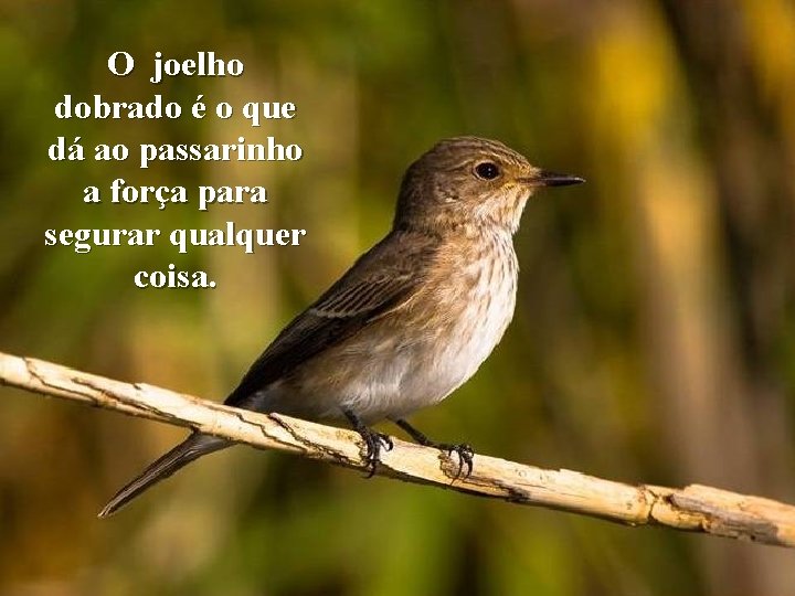 O joelho dobrado é o que dá ao passarinho a força para segurar qualquer